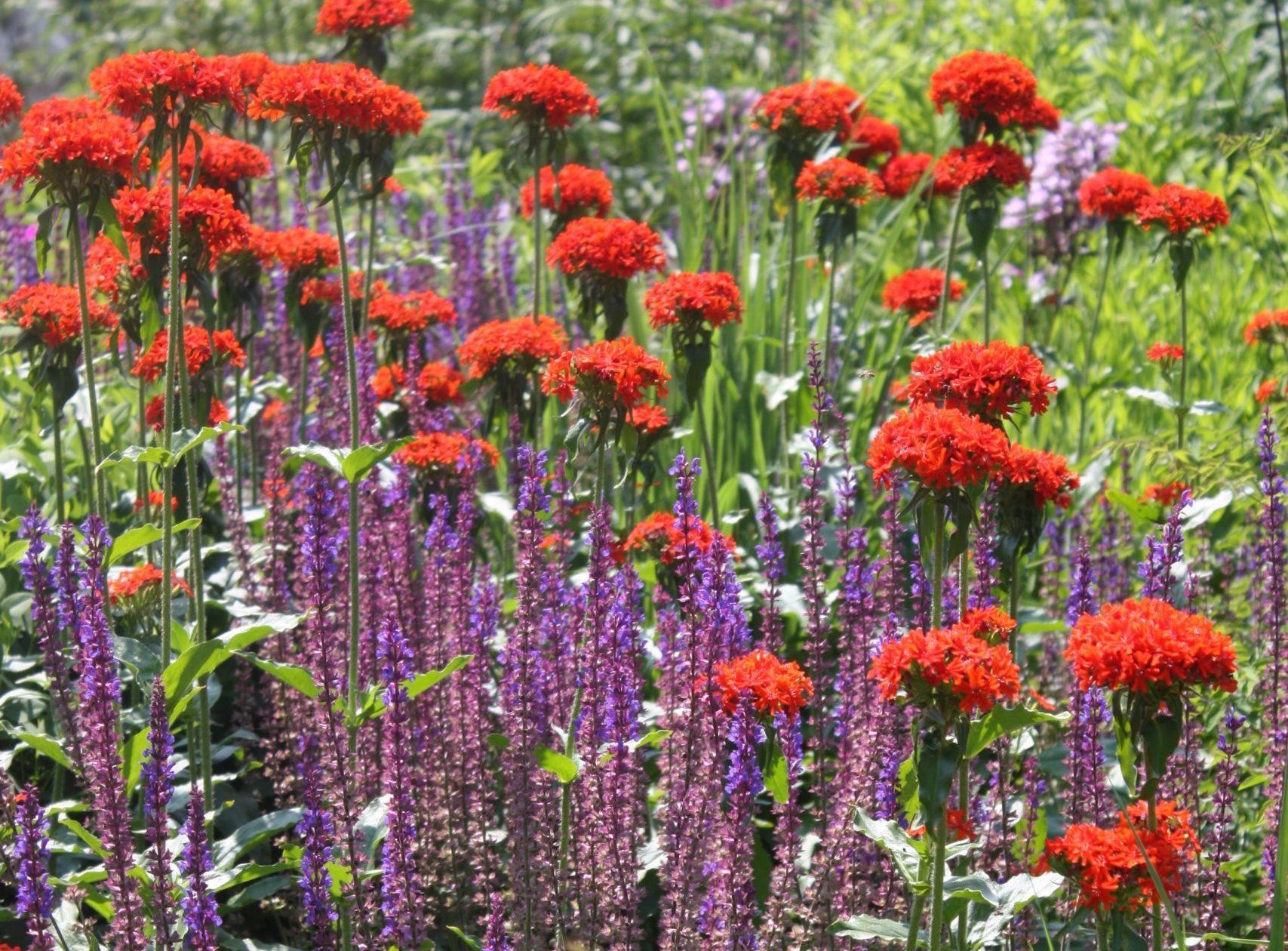 1307_thw_igs_HH (67) Staudenbeet, Quelle: BKD