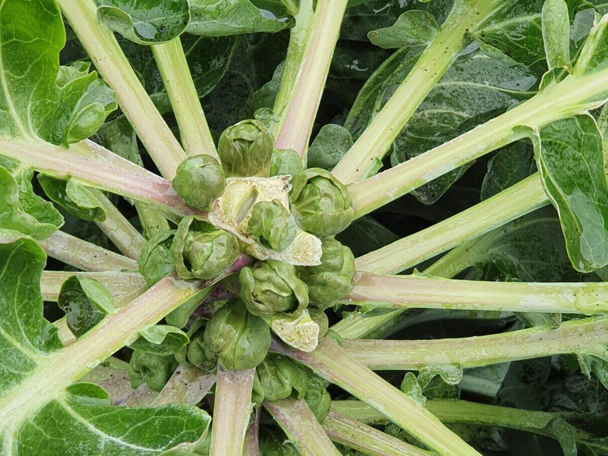 Rosenkohl UH20201011_0851 Rosenkohl, Quelle: BKD uh
