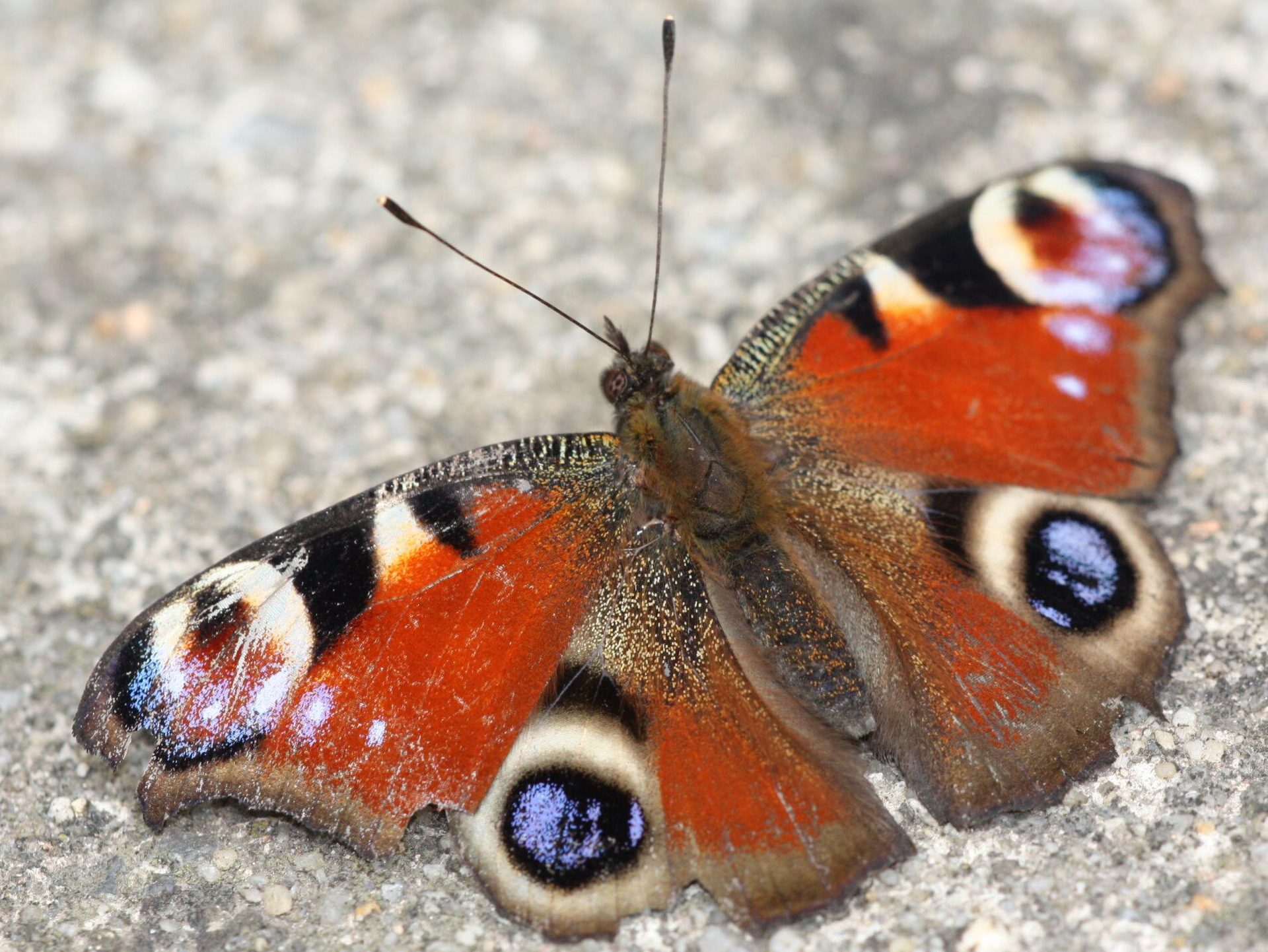 Tagfalter, Tagpfauenauge, Quelle: BKD