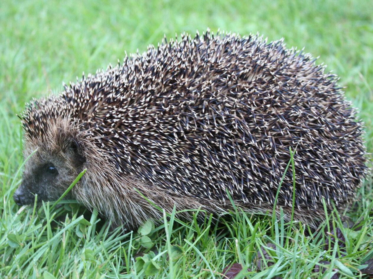 1207_igel_thw_15_kl Igel, Quelle: BKD