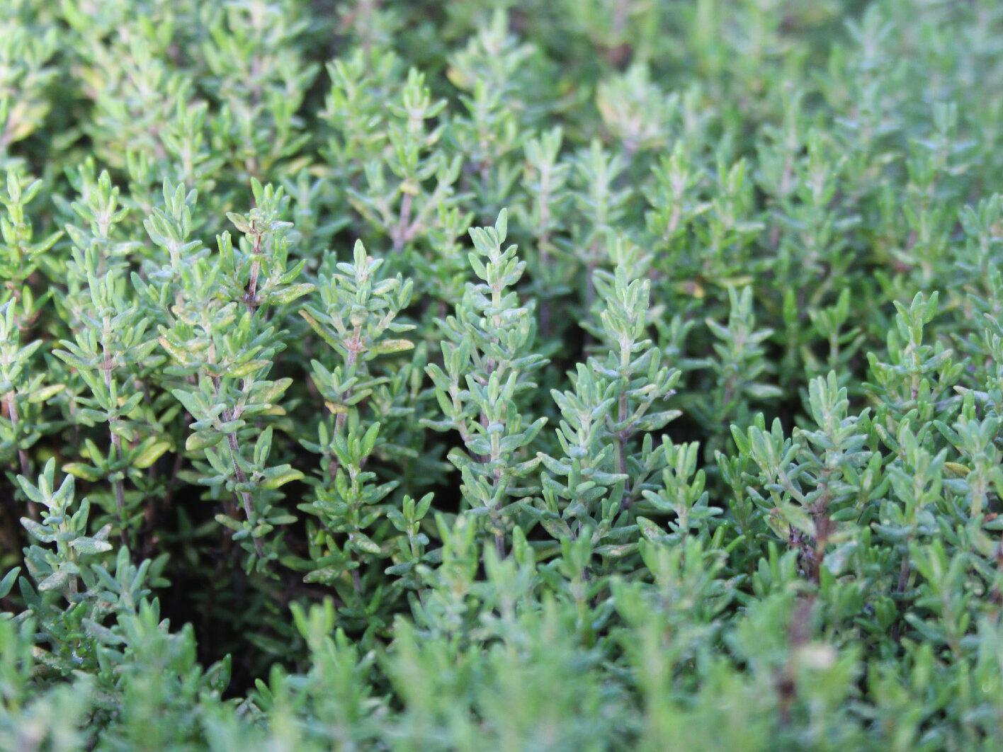 Thymian_SvR_4_kl Thymian, Quelle: BKD SvR