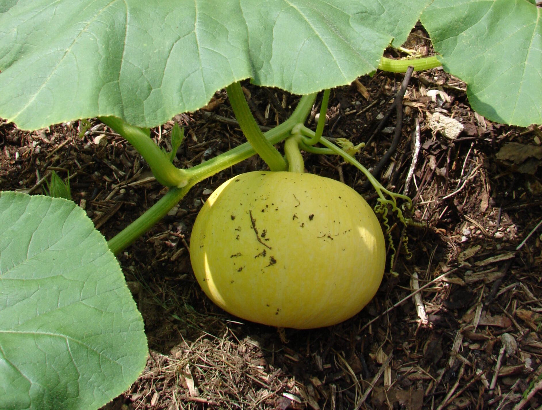 Kürbis, Quelle: BKD