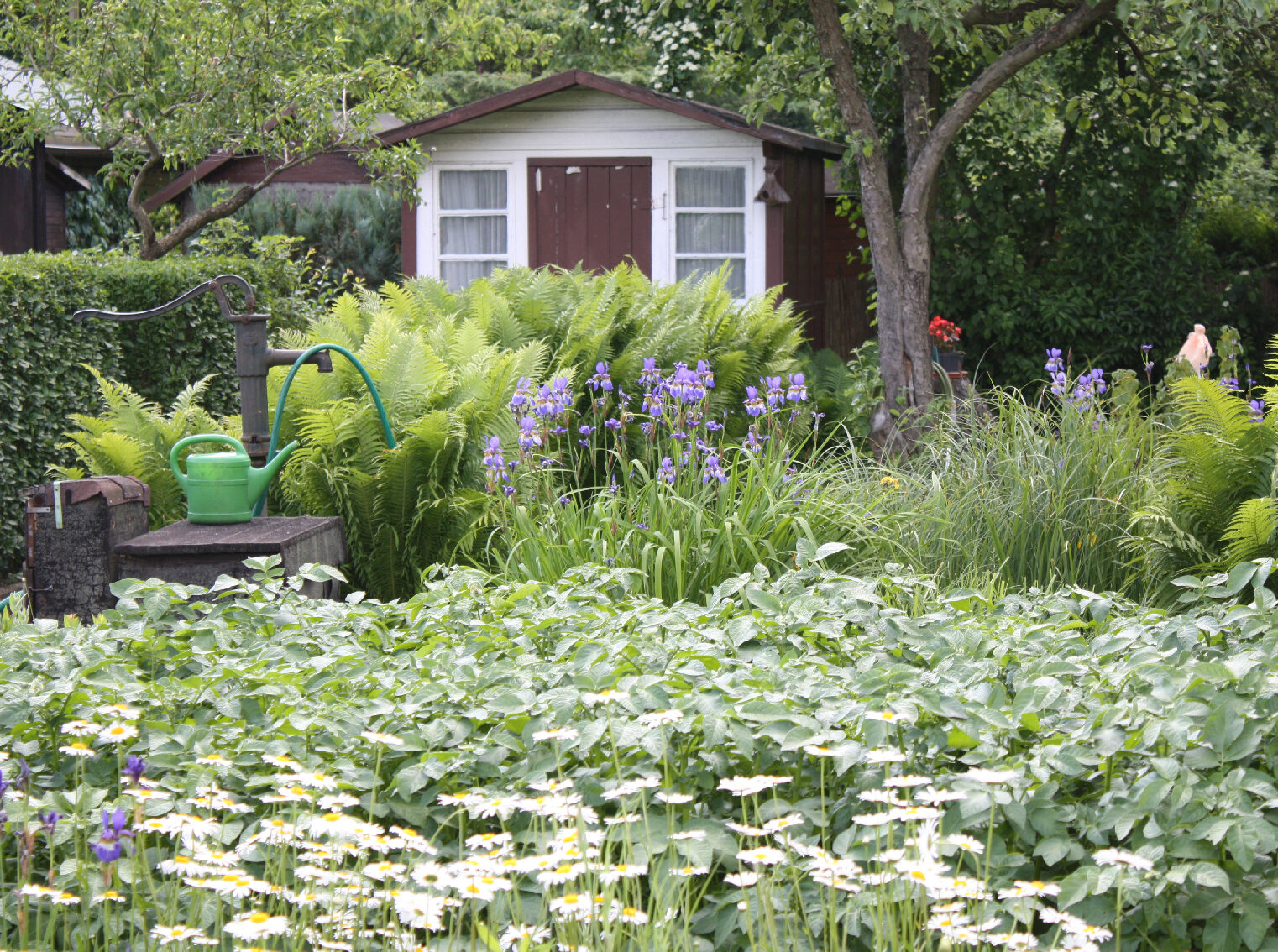 1006_bwb22_cottbus_73_kl Kleingarten in Cottbus, mit Farn, Kartoffeln etc. Quelle: BKD