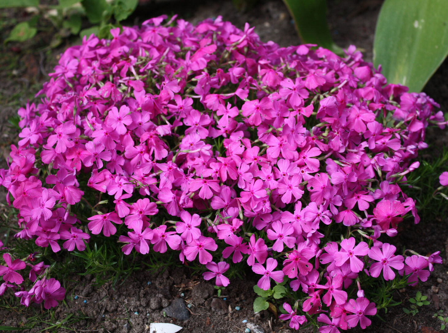 1305_spw_thw_62_kl Bodendecker, Phlox, Quelle: BKD