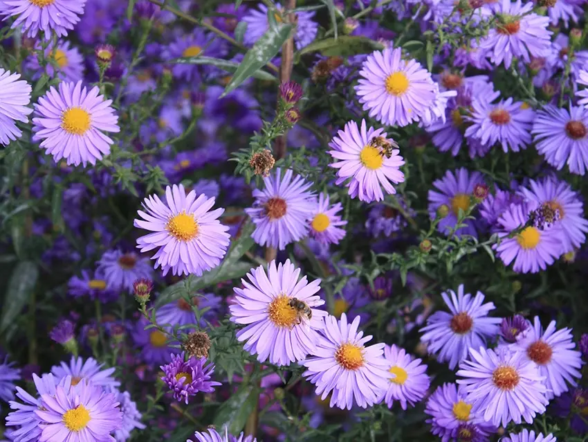 0910_schwerin_126_thw Kopie Herbstaster, BKD