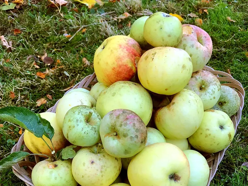 Apfel_Ernte_SvR (2) bearb Apfelernte, BKD: SvR