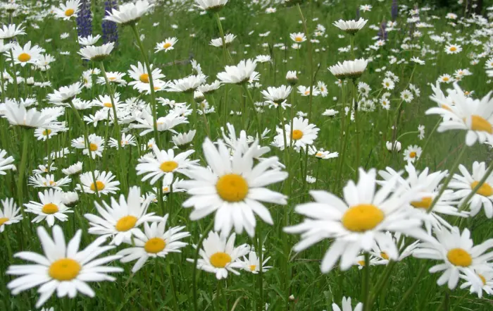 Margerite, Wiese, Quelle BKD