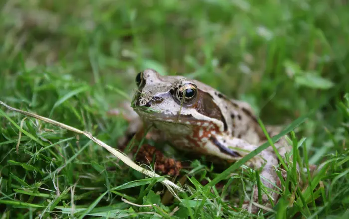 Amphibien, BKD