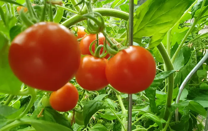 Tomatenpflanzer im Gewächshaus, Quelle: BKD uh
