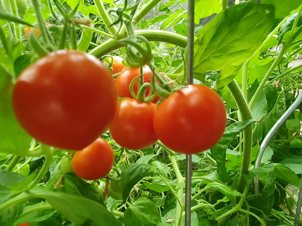 Tomatenpflanzer im Gewächshaus, Quelle: BKD uh