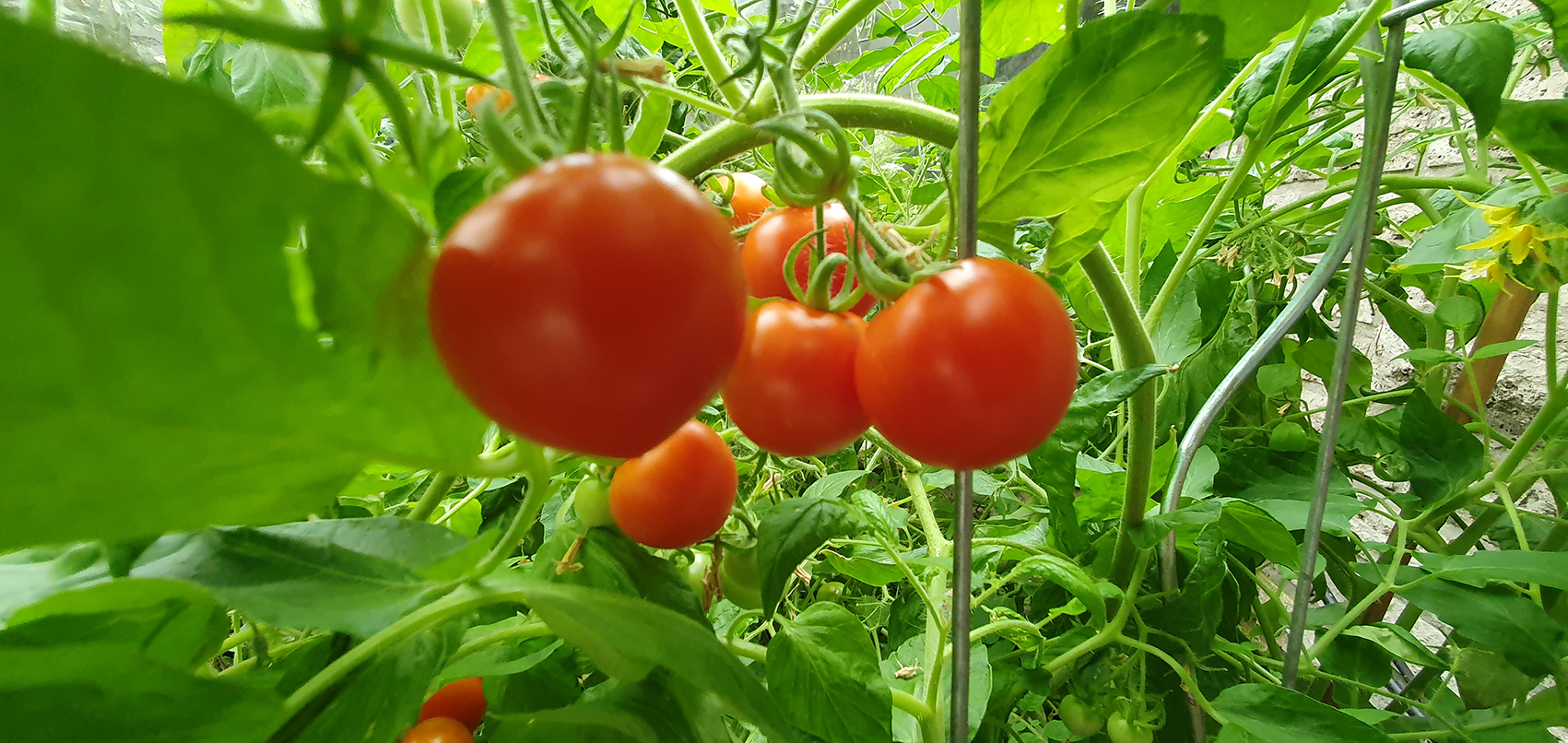 20240821_075950 Kopie Tomatenpflanzer im Gewächshaus, Quelle: BKD uh
