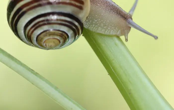 Schnirkelschnecke, Quelle: BKD