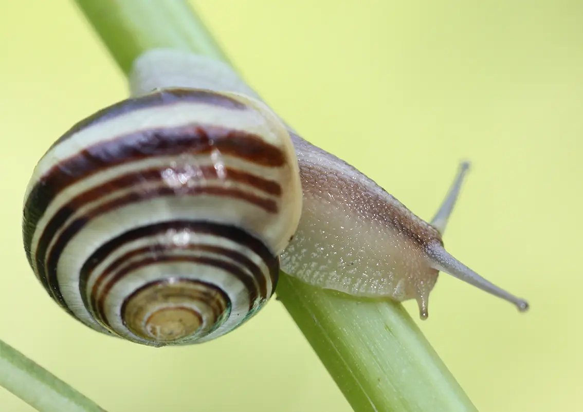 IMG_0738 Kopie Schnirkelschnecke, Quelle: BKD