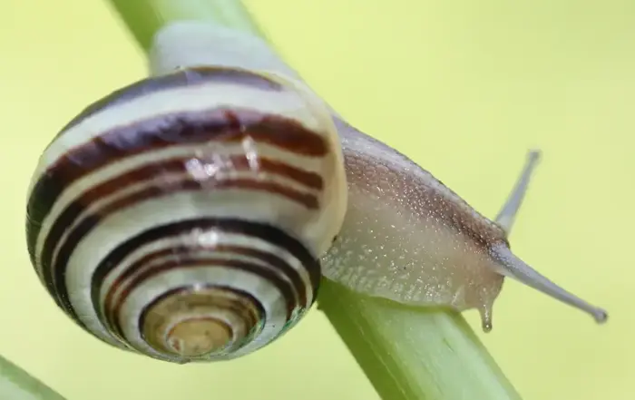 Schnirkelschnecke, Quelle: BKD