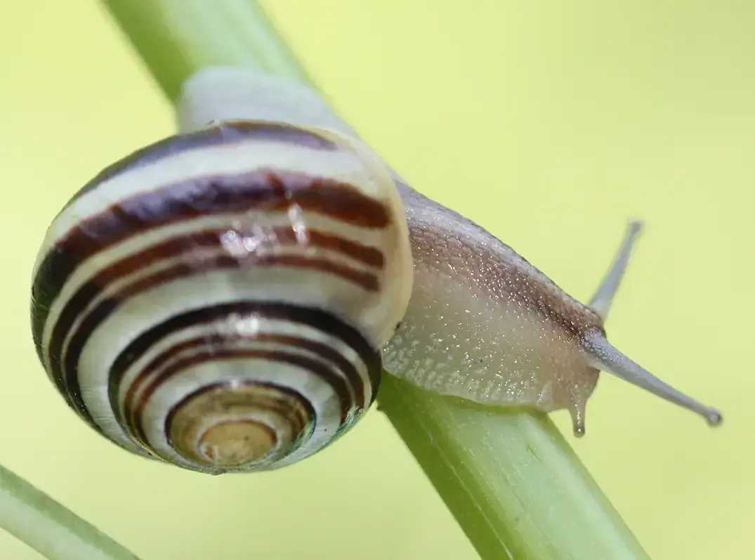 Schnirkelschnecke, Quelle: BKD