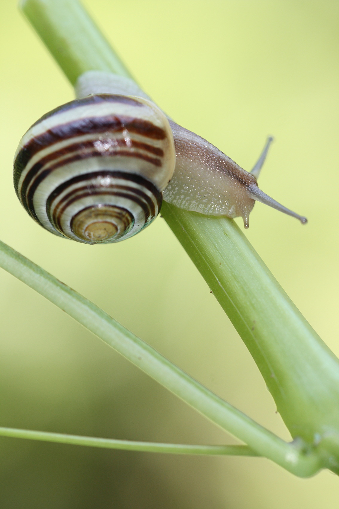 Schnirkelschnecke, Quelle: BKD