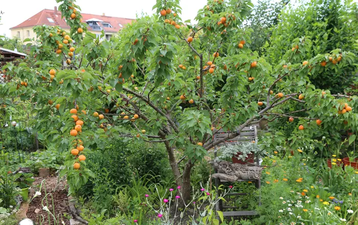 Aprikosenbaum im Kleingarten, Quelle: BKD