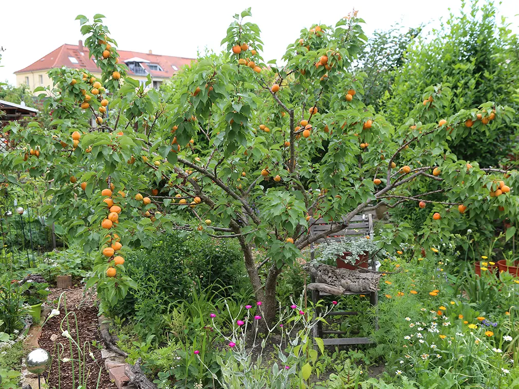 Aprikosenbaum im Kleingarten, Quelle: BKD