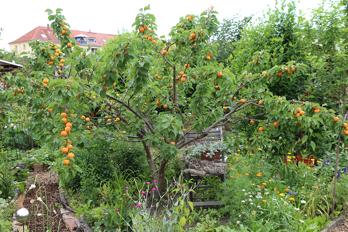 THW_6221 Aprikosenbaum Aprikosenbaum im Kleingarten, Quelle: BKD