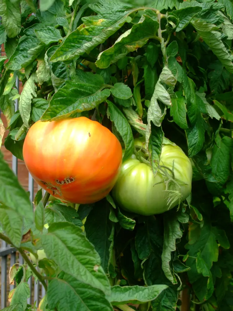Tomate_uh20180813_0801 Kopie