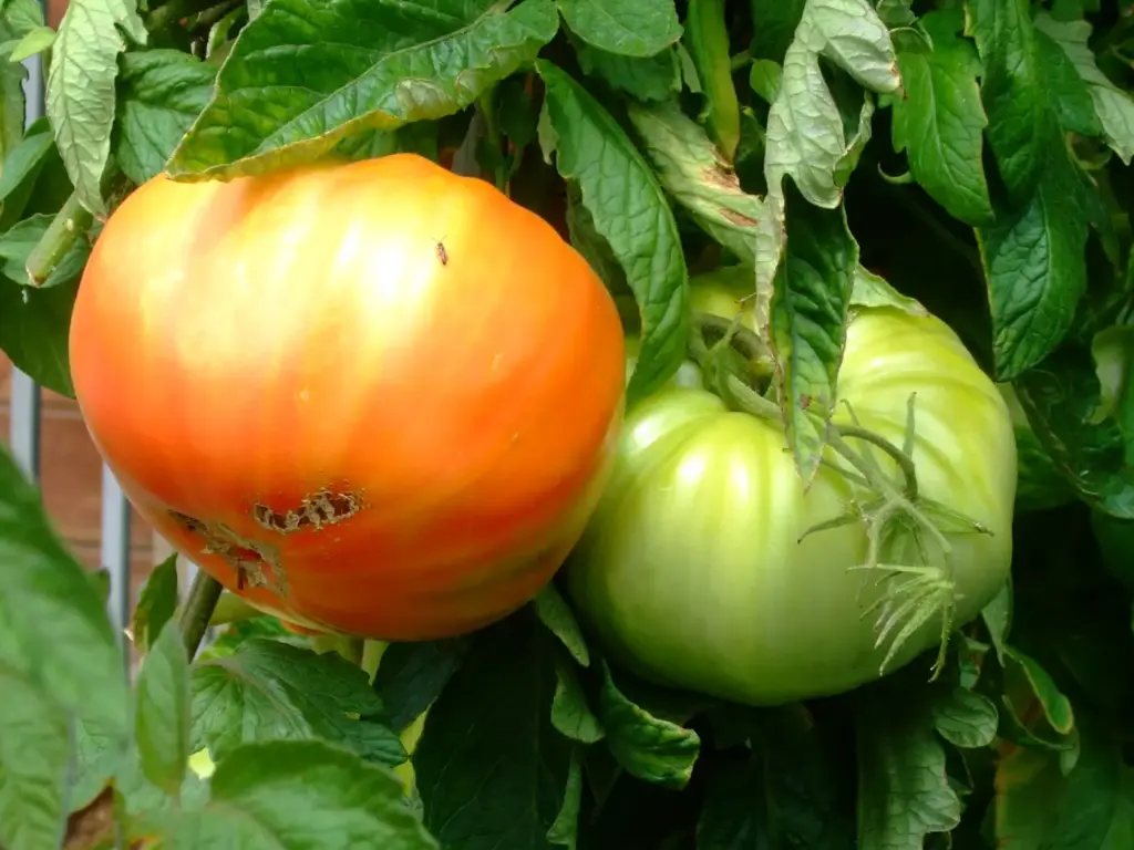 Tomate_uh20180813_0801 Kopie