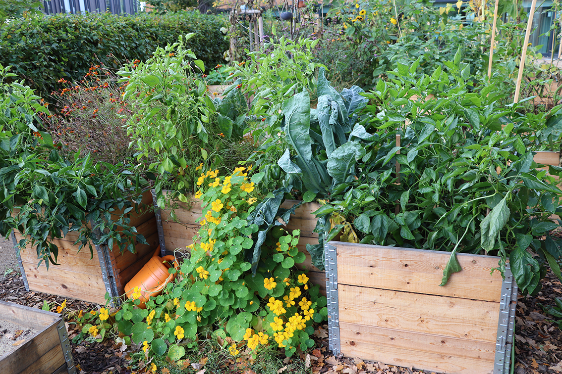 IMG_5871 Kapuzinerkresse BKD uh